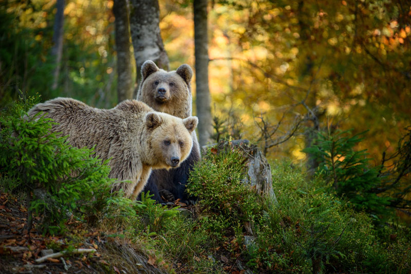 Kejimkujik National Park picture of bears